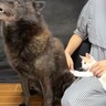 『子猫が好きすぎる甲斐犬』大好物を前に『父性』を優先した結果…まさかの結末が3万1000再生「優しさに涙出た…」「男前！」の声