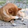 犬が『顔を前足で隠す』5つの理由　可愛いけれど放っておいても大丈夫？