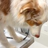 健康診断のために病院へ来たら、2匹の犬が…診察台に乗った後の『虚無過ぎる光景』が5万再生「目が死んでるｗ」「頑張ってて偉い」エールの声も