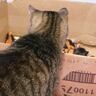 飼い主さんが目を離した隙に『保護赤ちゃん猫と先住猫』が…まさかの光景に涙があふれでると97万再生「アカン、泣きそう」「素晴らしい愛情」