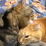 「つい、見とれて眠れなくなる！」就寝前の猫たちのグルーミングがかわいすぎた