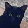 『仕事に行ってくるね』と猫に言ったら…飼い主に見せた『予想外のポーズ』が可愛すぎると115万表示「最高ｗ」「頑張って来いよ感がすごいｗ」