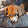 犬にとって『ストレス』になるNGお世話5選　飼い主の間違った行為が逆効果となることも…