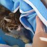 何かが車のまえを横切ったかと思ったら…突然現れた子猫との『半年間の軌跡』に感動の声続出「神様から贈られた宝物」「涙が自然に溢れてきた」