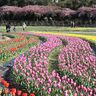 陽気に誘われ花見にぎわう、満開のいなべ梅林公園や日永梅林、「なばなの里」では河津桜とチューリップが競演
