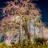 ３月２９日、「宇治市植物公園」の枝垂桜夜間無料公開に行ってきた！桜のライトアップに夜景、菜の花…今年は「京都・花灯路」の行灯も！