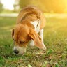 犬が『雑草』を食べてしまう理由とは？愛犬にとって有害な草の状態や散歩中の注意点まで