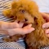 『犬が苦手なおばあちゃん』が赤ちゃんワンコと初めて対面→会うたびに気持ちが変わり…『現在の関係性』に「愛されてて素敵」「良かった」と反響