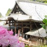「シャクナゲ」の開花が始まった飛鳥の花の寺「岡寺」。GWには「天竺牡丹」が楽しみ！