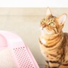 猫の『トイレトレーニング』のポイント5選　大人猫でもトイレの場所を覚えてくれる？