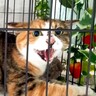 『威嚇がとまらない野良猫』を保護した結果…『4か月後の変化』が感動的すぎると16万再生「心開いたね」「驚く変貌ぶり」