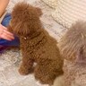 並んでいる2匹の犬に『おて』と言ってみた結果…芸人顔負けの『コントを始めてしまう光景』が250万再生「ドリフみたいｗ」「声出して笑った」