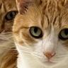 もう５月、ホットカーペットの電源を切っておいたら猫が…圧が凄すぎる"２匹の姿"に「爆笑ｗｗ」「ハッキリ要求してくるよねｗ」と73万表示