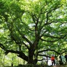 「シナノキ」の“新”巨木