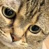 『夫から送られてきた猫の様子』を見てみたら……予想外の"表情"が可愛すぎると3万3000いいね「寂しいにゃって顔」「良すぎる」