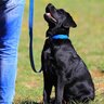 犬につけるには『首輪かハーネス』どっちがいい？愛犬の安全を守るための選び方とは
