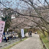 第2回下津井城跡さくらまつり（2025年3月30日開催）～