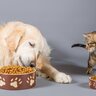 猫に『ドッグフード』を与えてはいけない3つの理由　犬猫同居家庭が注意すべきこと