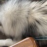 『47キロの超大型犬』とくつろぐ子どもたち→大きさを比較してみたら…想像以上だった『驚きの光景』に「すごい存在感」「さすが」と反響