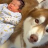 赤ちゃんと2頭の大型犬が一緒に暮らした結果→最強の警備隊な『素敵すぎる行動』が86万再生「涙が出そうなほど尊い」「なんて優しいの」と感動