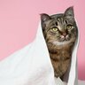 愛猫のケアに『シャンプータオル』が役立つ4つのシーン　使う頻度や選ぶポイントは？