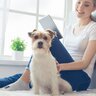 犬が『飼い主の目の前で座る』理由6選　何か言いたいの？状況別の心理とは？