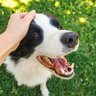 あなたも経験ある？愛犬を『賢い』を感じる瞬間7選