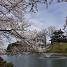 上越市の高田城址公園の桜が満開に　観桜会会場はポカポカ陽気で半袖の人も