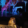 天王寺動物園で「ナイトZOO」開催へ　夜の動物たちを観察