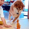 男の子が『犬を見て育った』結果…まさかの『完全に同じ遊び方をする』光景が可愛すぎると62万再生「そのうちワンって言いそう」「真似っ子ｗ」