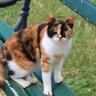 『アメリカが原産の猫種』4選！“アメリカン◯◯”を多数生み出す、猫大国の純血種をご紹介