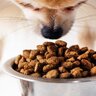 犬がひと粒ずつドッグフードを食べる理由4つ　どんな原因が考えられる？改善策までご紹介