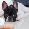 犬が『このご飯嫌い』と言っているサイン3選　わがままを助長させる飼い主のタブー行為まで