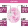 病原菌と戦う免疫の中心？！血液を構成する細胞のひとつで大きく3種類に分けられる白血球の種類とは？【1週間で勝手に最強の免疫力がつくすごい方法】