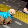 『フードで顔を隠した状態で散歩コースにいたら、愛犬は気付くのか？』検証したら…まさかの反応と可愛すぎる結末に「３度見ｗ」「天使」の声