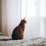 猫が『寂しい…』と感じているときの行動6選　心を癒やしてあげるためにしたいことも