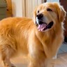 出かけようとしたら、大型犬が大喜びして…思った以上に『嬉しい』がダダ漏れな光景が最高すぎると26万再生「天使すぎ」「キュンとした」