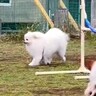 ドッグランで『完全にお母さんを見失った犬』を遠くから見守っていたら…見つけた瞬間の『最高すぎる反応』が345万表示「尊い」「たまらん」