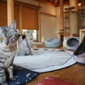 【2月22日は猫の日】　保護猫カフェで、猫に囲まれてみませんか？　四日市市の「保護猫カフェ　猫の森」