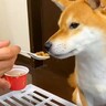 犬に初めて『納豆』を与えてみた結果…上品に食べる姿と『まさかの行動』が可愛すぎると5万再生「めっちゃキレイに食べてるｗ」「お嬢様だ」