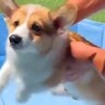 生後3ヵ月の赤ちゃん犬を『初めてプールに入れようとした』結果…必死すぎる『愛おしい行動』に3万9000いいね集まる「かわいい」「癒される」の声