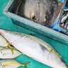 串本カセ釣りで15kg級大型ブリ堂々浮上【和歌山・南紀丸】シマアジにムロアジも好反応