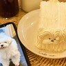 愛犬に似すぎの「わんちゃんケーキ」が食べられると聞いて、大阪・天六に行ってみた【ときめきカフェ巡り