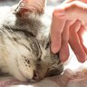 猫を『最高に幸せにできる人』の5つの特徴とは？猫好きなら目指すべき“100点飼い主”の条件とは？