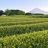 抹茶ブーム逆風で“お茶王国”にも異変　製茶業者の倒産・廃業が過去最多ペース