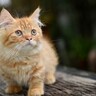 無毛、短足…『個性的な特徴を持つ猫種』3選　ちょっとユニークなその魅力と、飼うときの注意点