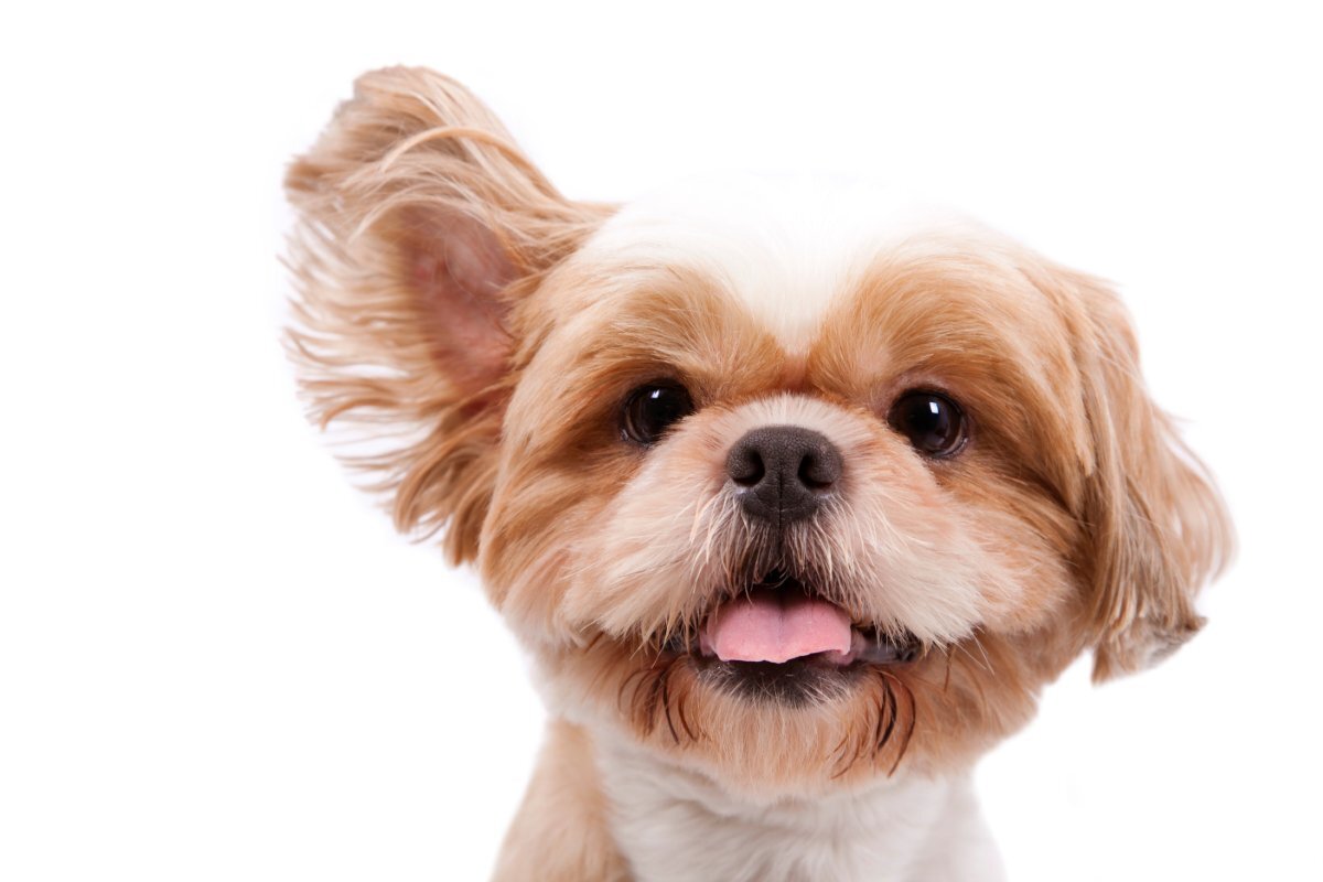 犬が反応してしまう『7つの音』とは 大好きな音から苦手な音まで