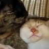 お姉ちゃん猫の隣でぐっすり眠る子猫　幸せいっぱいの動画に癒される