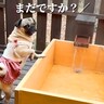 温泉が大好きな犬→目の前にした結果…『はやく入りたい』とぐずり始める光景が120万再生「可愛すぎ」「まだですか？って絶対言ってるｗ」