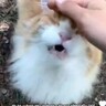 「外は怖いニャー」家を飛び出した室内飼いの猫、飼い主を見て安堵で鳴きやまず（フィンランド）